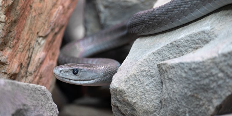 Rắn Mamba đen có thể giết chết con mồi lớn hơn chúng rất nhiều lần