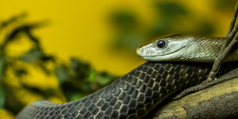 Nạn nhân bị Mamba đen cắn có thể bị tê liệt, co giật và tử vong