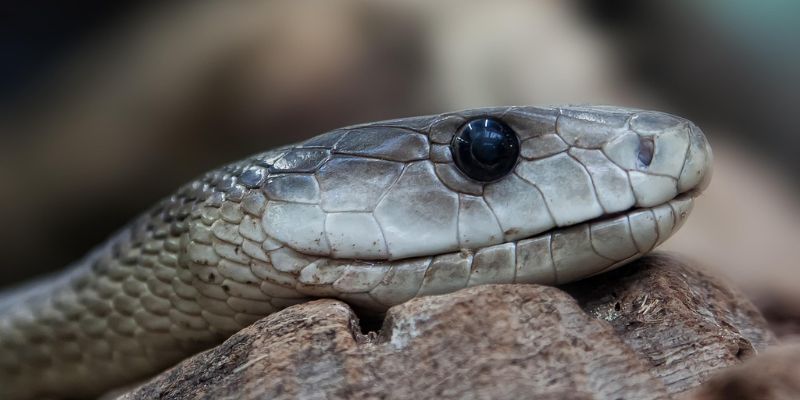 Mamba đen có vẻ ngoài màu đen bóng loáng ẩn chứa sắc xanh lá cây