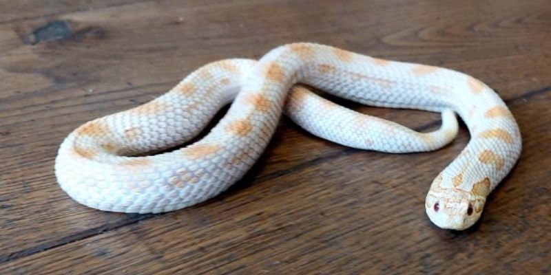 Loài rắn Ngô hoàn toàn không có độc tố phù hợp để nuôi cảnh