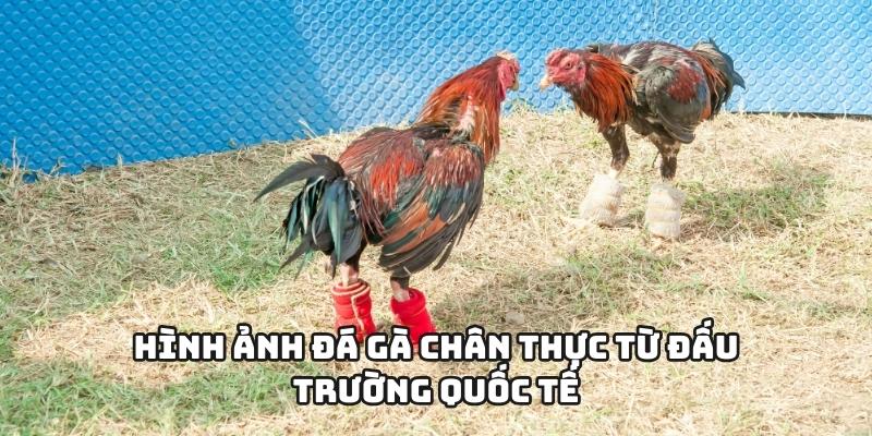 Hình ảnh đá gà chân thực từ đấu trường quốc tế