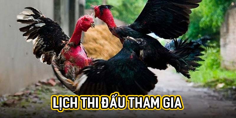 Lịch thi đấu tham gia