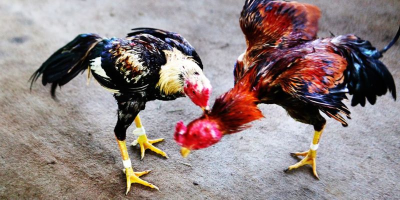 Sàn đấu kịch tính đá gà cựa sắt FM88