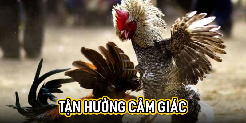 Tận hưởng cảm giác