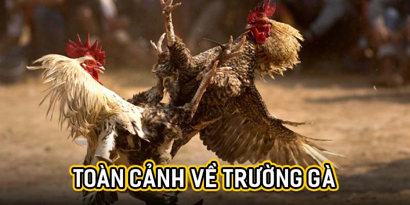 Toàn cảnh về trường gà