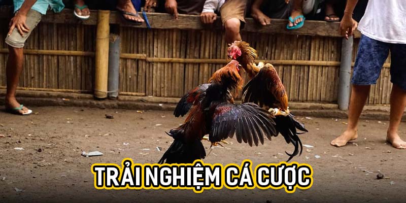 Trải nghiệm cá cược