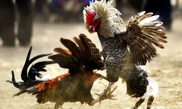 Luật chơi đá gà Thomo cực mới tại i9Bet