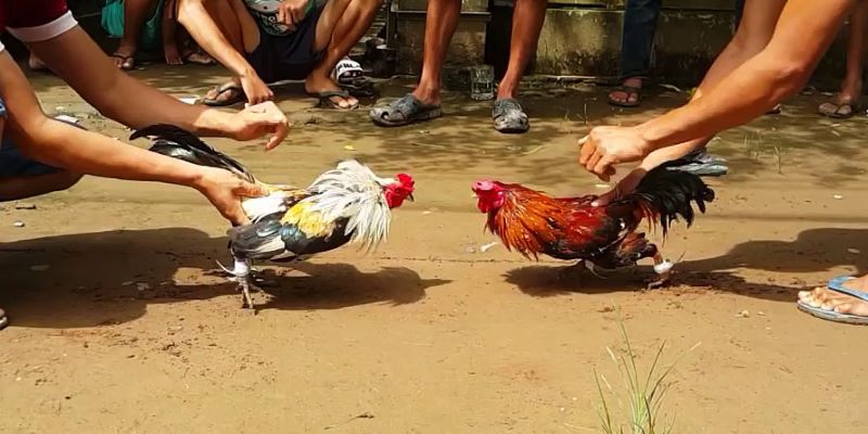 Thử thách với đá gà thomo