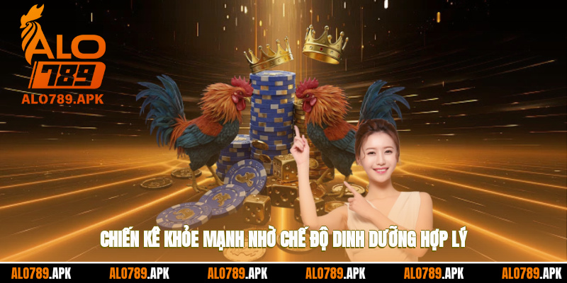 Chiến kê khỏe mạnh nhờ chế độ dinh dưỡng hợp lý