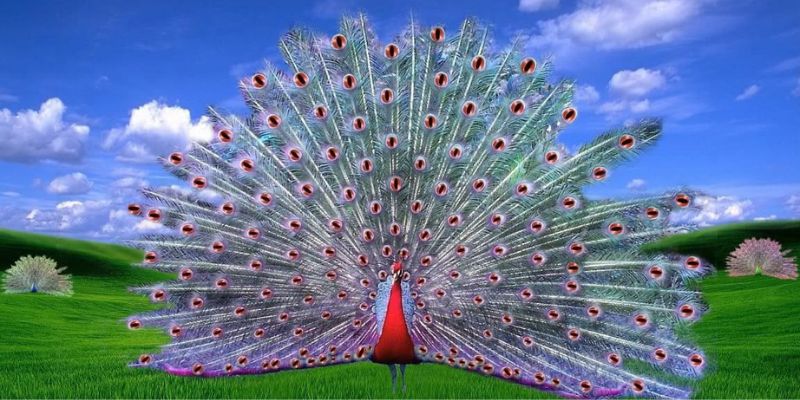 Chim Công - Đặc Điểm, Tập Tính, Ý Nghĩa Và Giá Cả