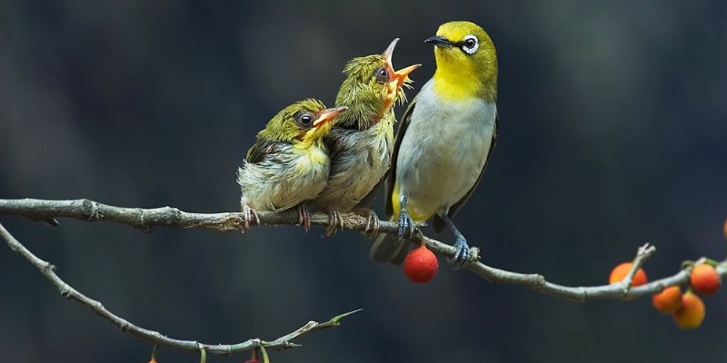 Chim Vành Khuyên - Đặc Điểm, Môi Trường Sống Và Cách Chăm Sóc