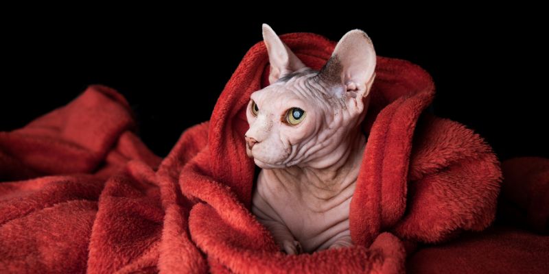 Mèo Sphynx - Đặc Điểm Mèo Ai Cập Không Lông Có Giá “Đắt Đỏ”