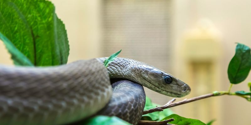 Rắn Mamba Đen - Độc Tố Khủng Khiếp Của Loài Rắn Chết Chóc
