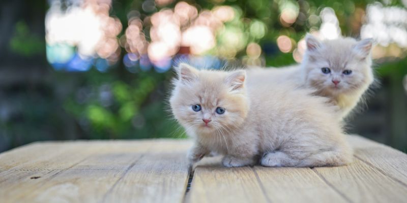 Mèo Munchkin -Nguồn Gốc, Đặc Điểm, Giá Của Giống Mèo Chân Lùn