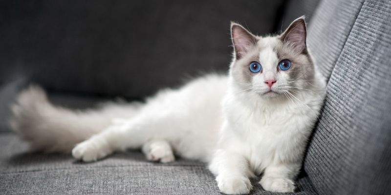 Mèo Ragdoll - Tìm Hiểu Đặc Điểm, Tính Cách Của Hoa Hậu Mèo